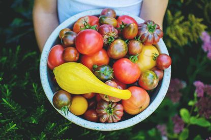 Tomatoes