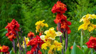 Red and yellow Canna Lilies