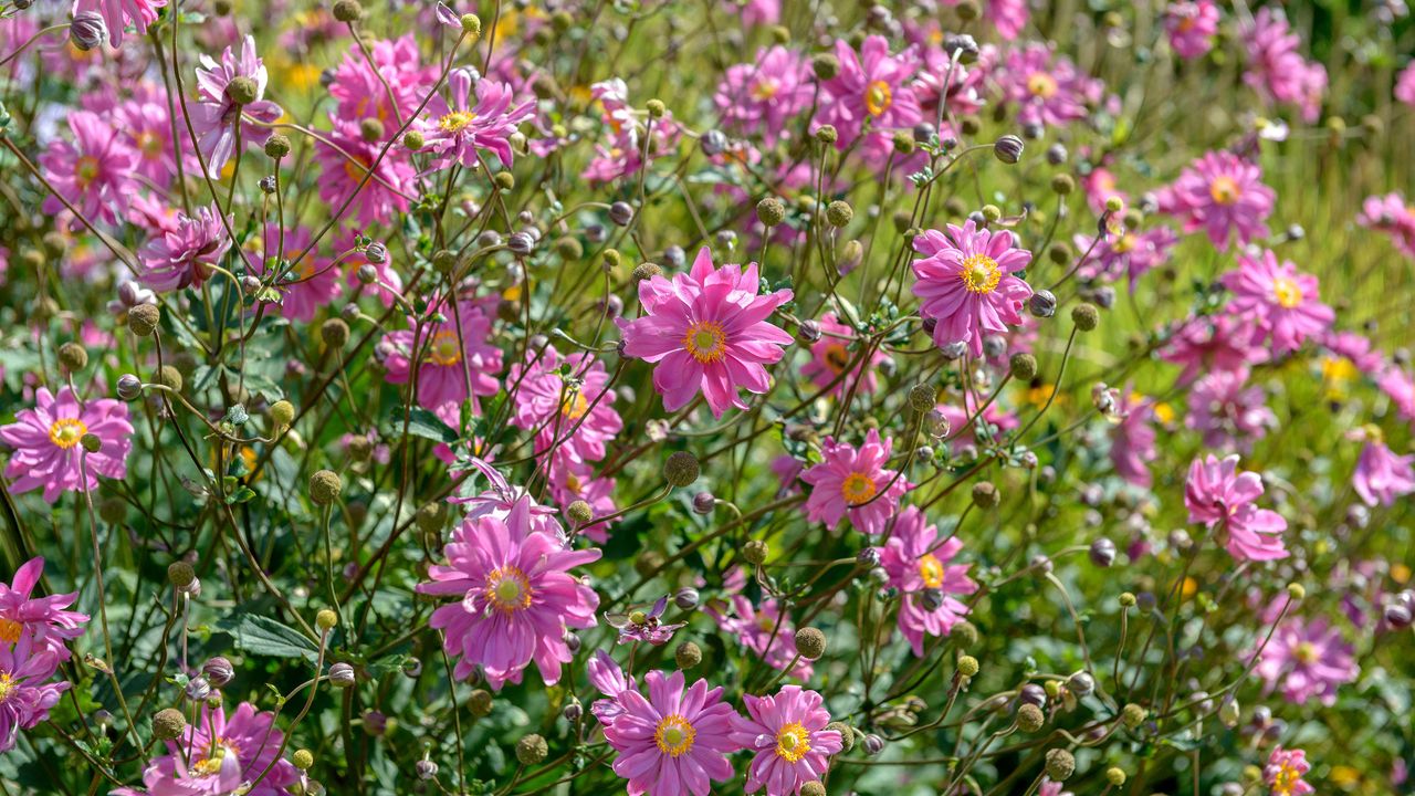 Dark pink flowers of Japanese anemone &#039;Pamina&#039;