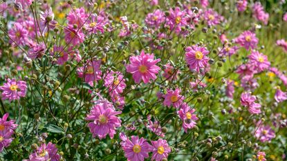 Dark pink flowers of Japanese anemone 'Pamina'