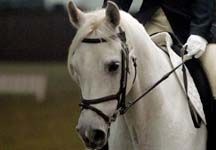 dressage15.jpg