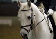 dressage15.jpg