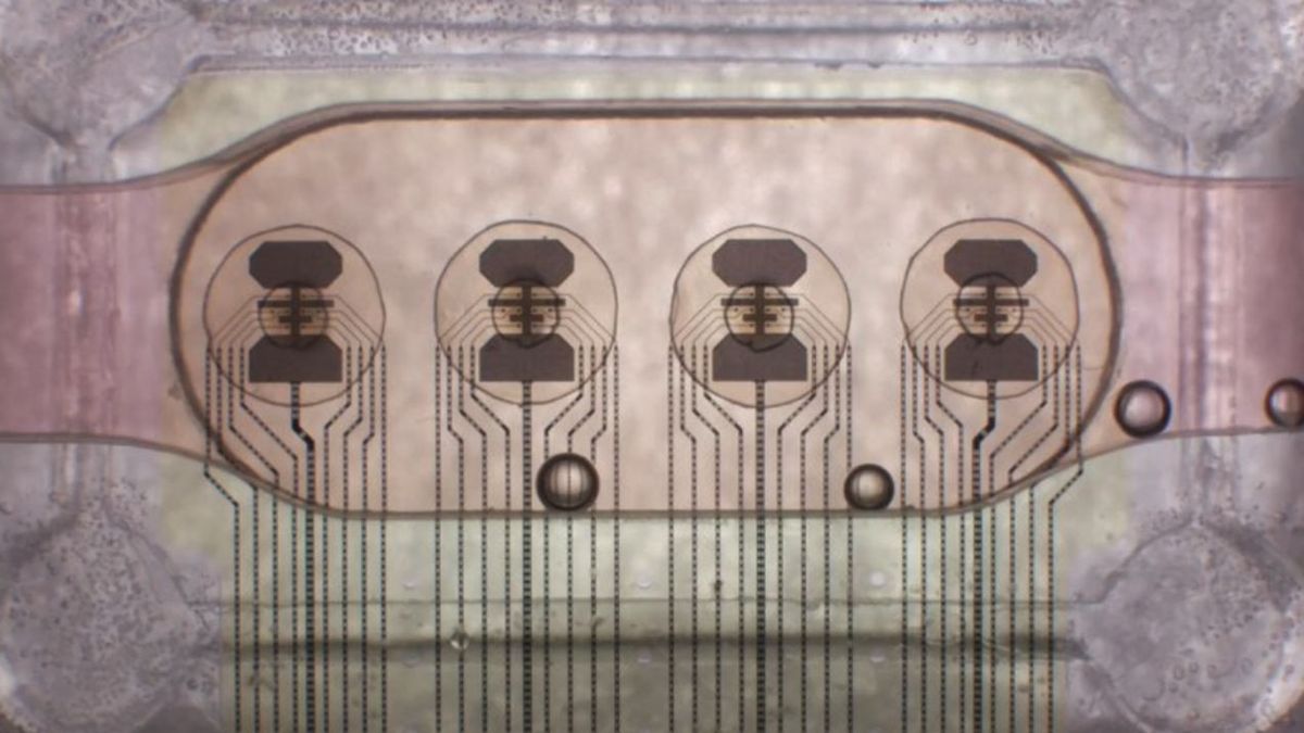 World's first bioprocessor uses 16 human brain organoids for ‘a million times less power’ consumption than a digital chip