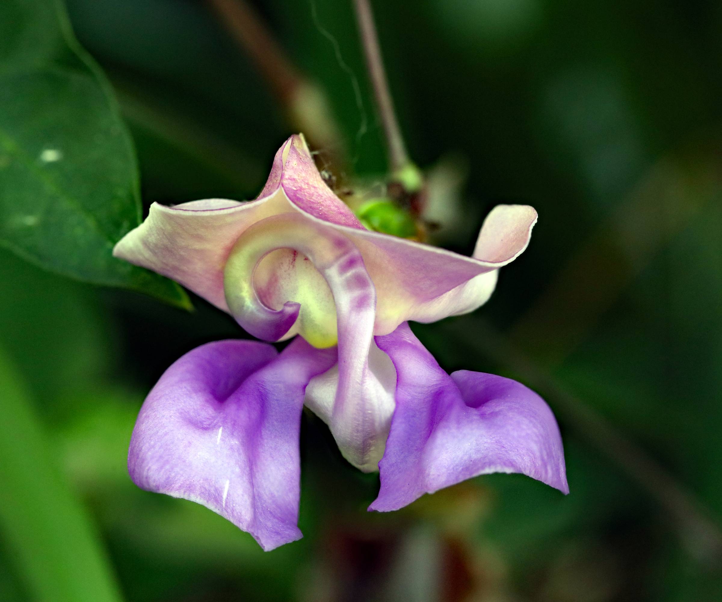 Close up of spiral shape on corkscrew or snail plant