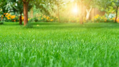 green lawn in sunshine