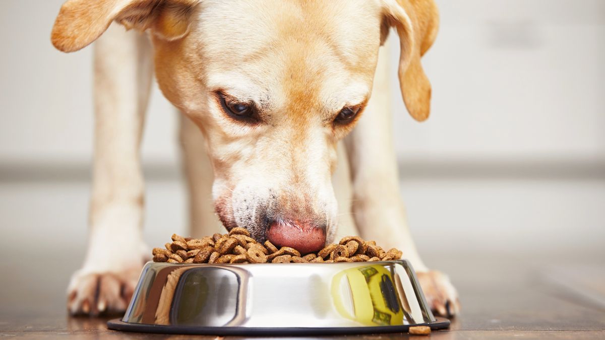 Labrador eating a bowl of dry dog food