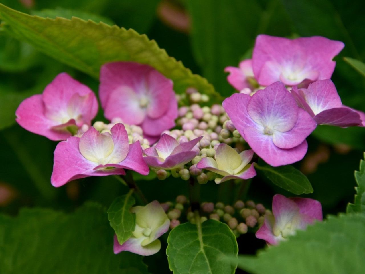 Pink Flowering Mountain Hydrangea Shrubs