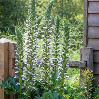 tall acanthus flowers in a garden
