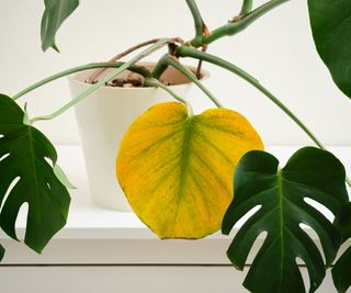 Yellow monstera leaf from pest damage