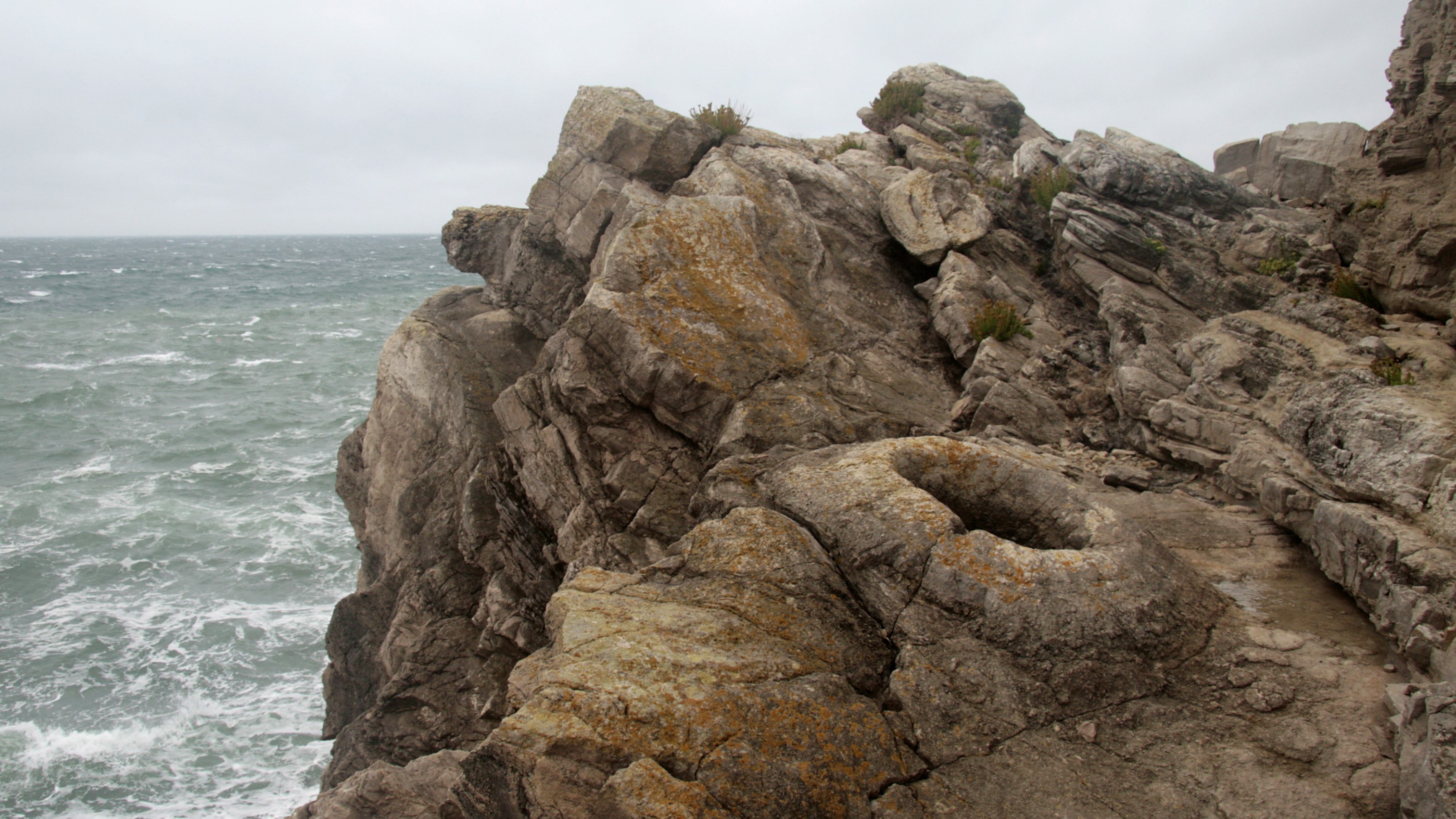 Fossil Wooded area, Dorset: England’s 145 million-year-old tree stump fossils preserved via historical microbes