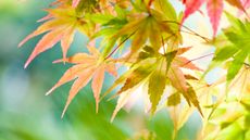 Japanese maple foliage