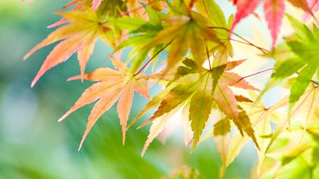 Japanese maple foliage