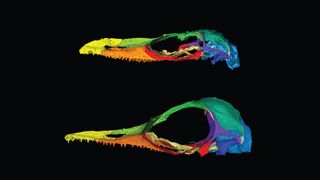 Oculudentavis naga, top, is in the same genus as Oculudentavis khaungraae, bottom, a specimen whose controversial identification as an early bird was retracted last year. Both specimens' skulls deformed during preservation, emphasizing lizardlike features in one and birdlike features in the other.