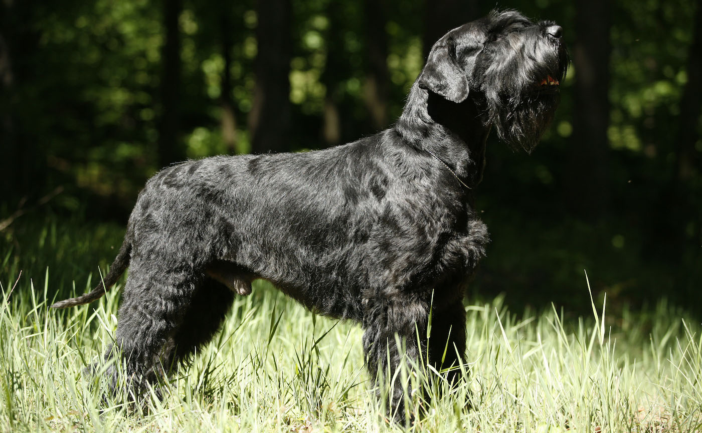 Giant schnauzer