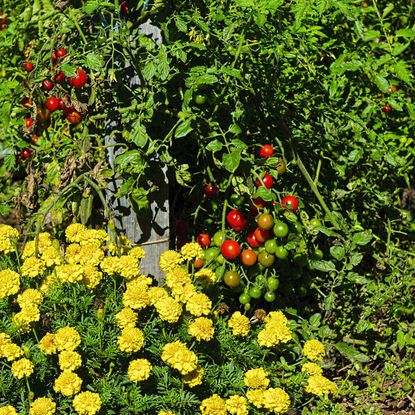 Yellow Flowers Next To Tomato Plants