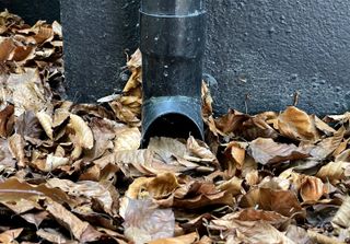 drain pipe blocked with fallen leaves