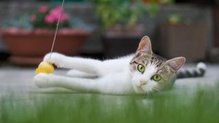 Cat playing with yellow ball