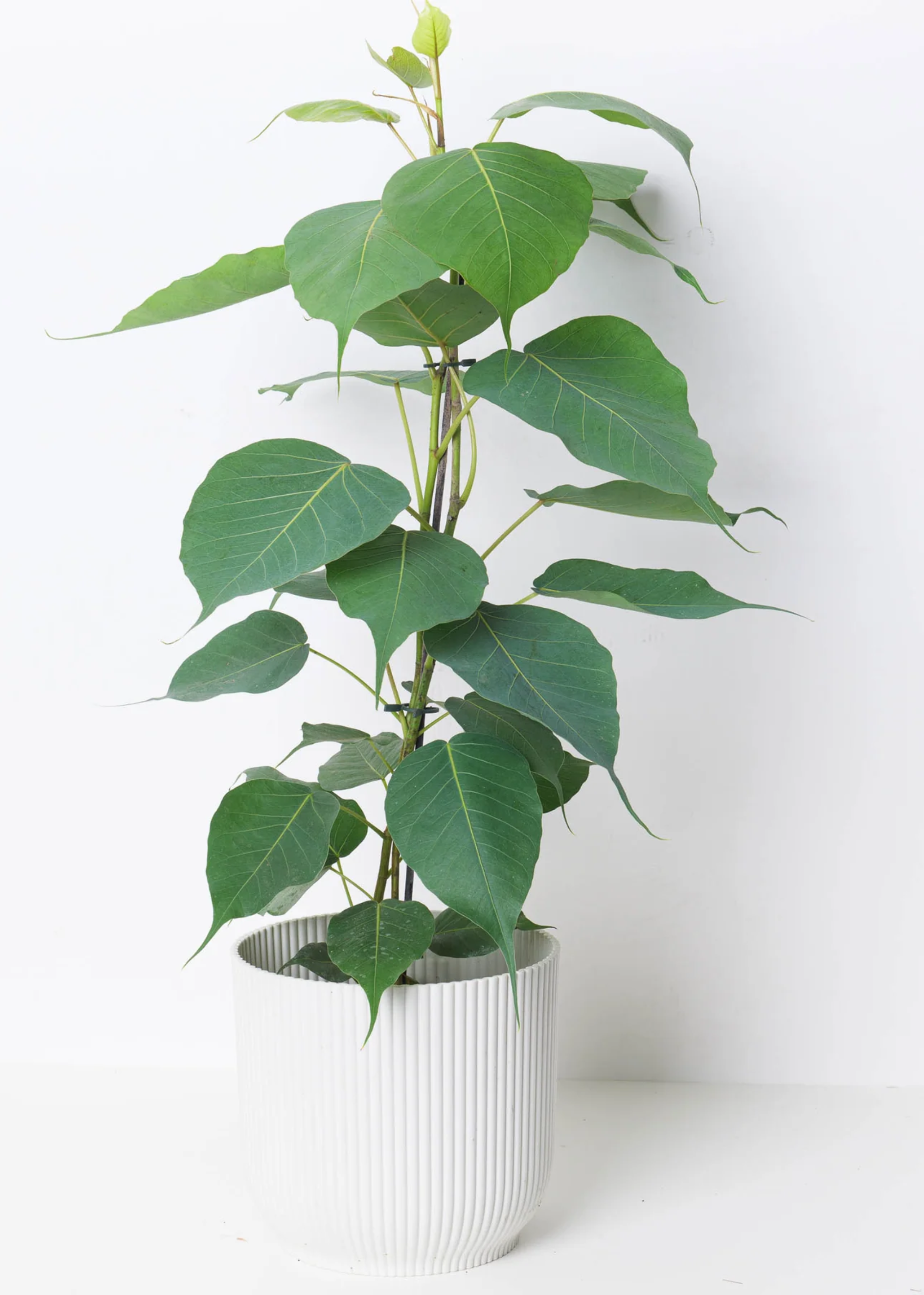 A ribbed white pot with a sacred fig houseplant