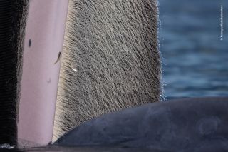 close up of the baleen plates of a whale, small fish can be seen jumping in the foreground