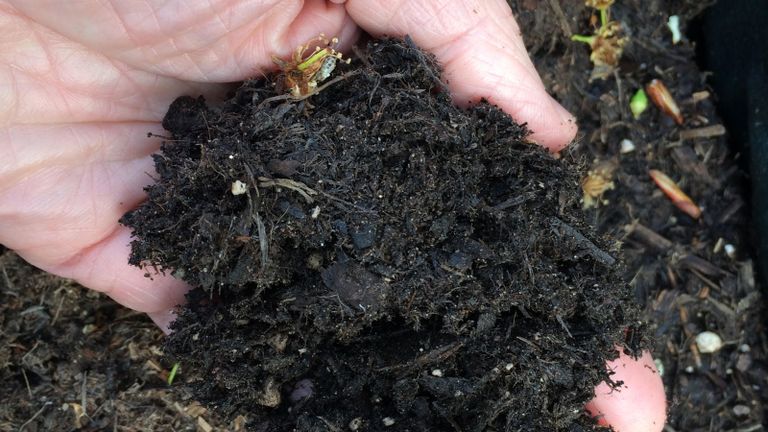 man holding a handful of peat-free compost