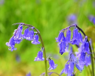 woodland plants bluebells