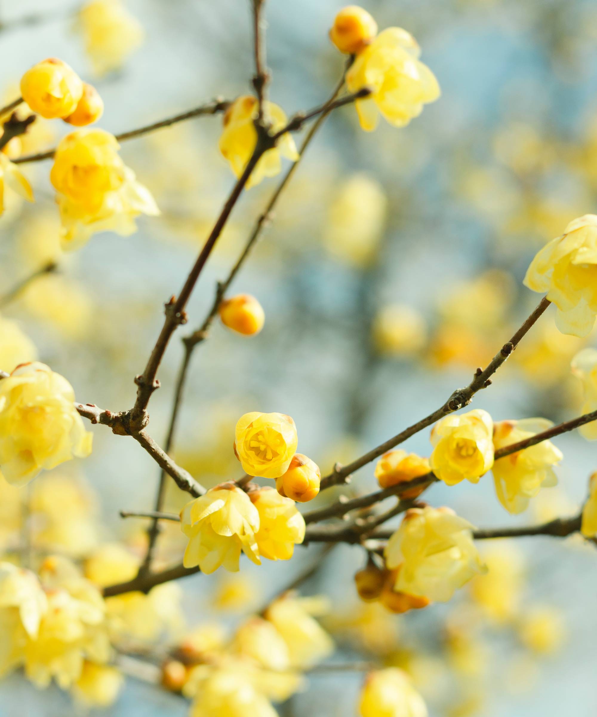 Yellow flowers on wintersweet shrub
