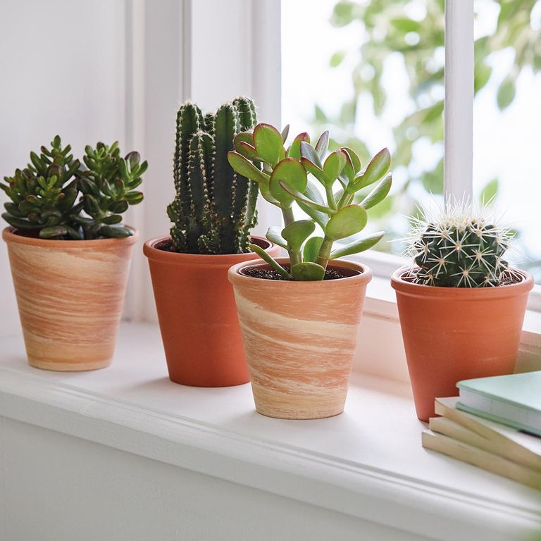 Update your home with the new Aldi houseplant range | Ideal Home