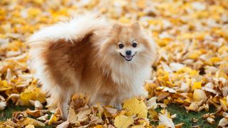 Happy Pomeranian dog stood amongst autumn leaves