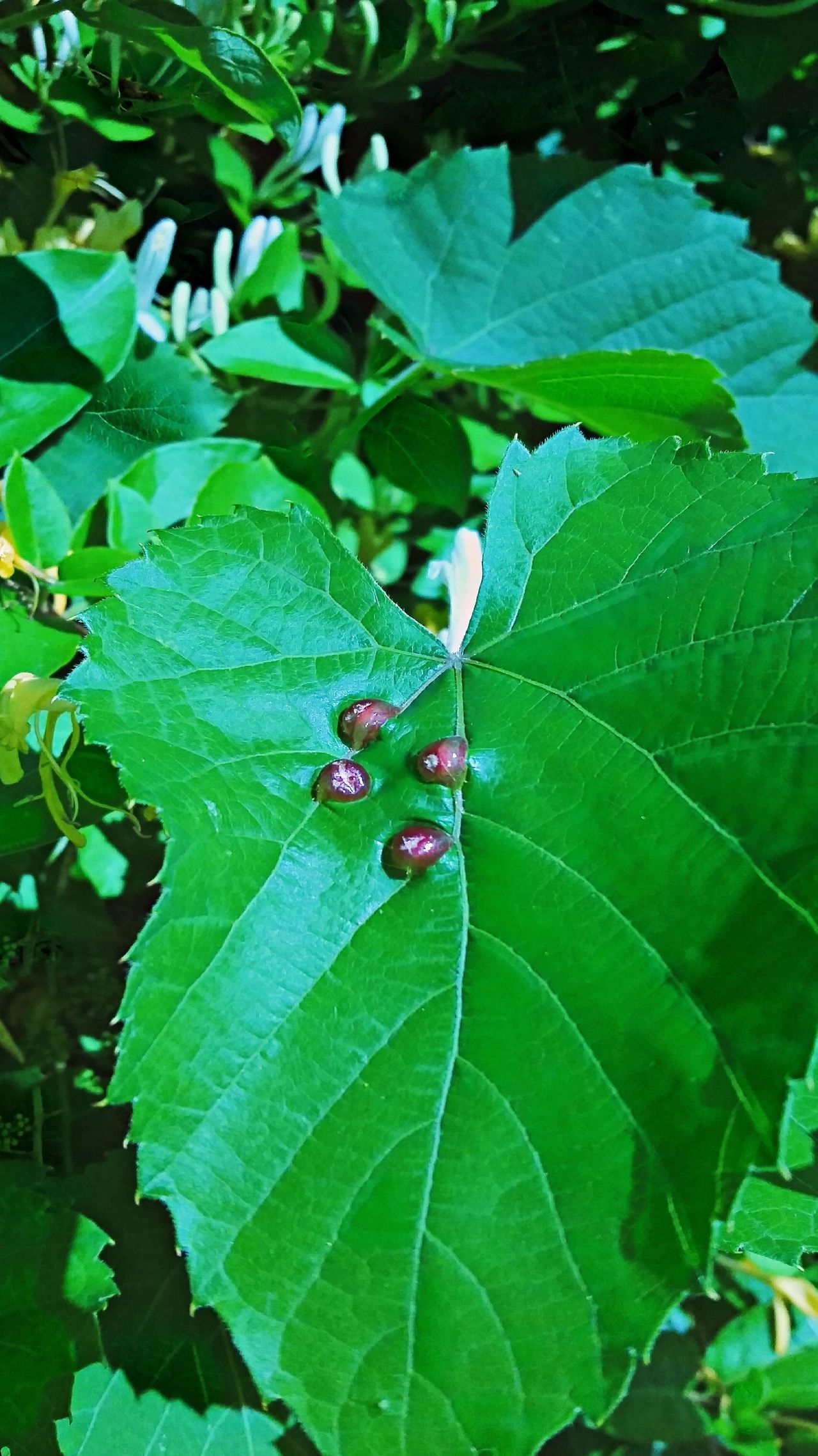 Grape Leaf With Blister Mites