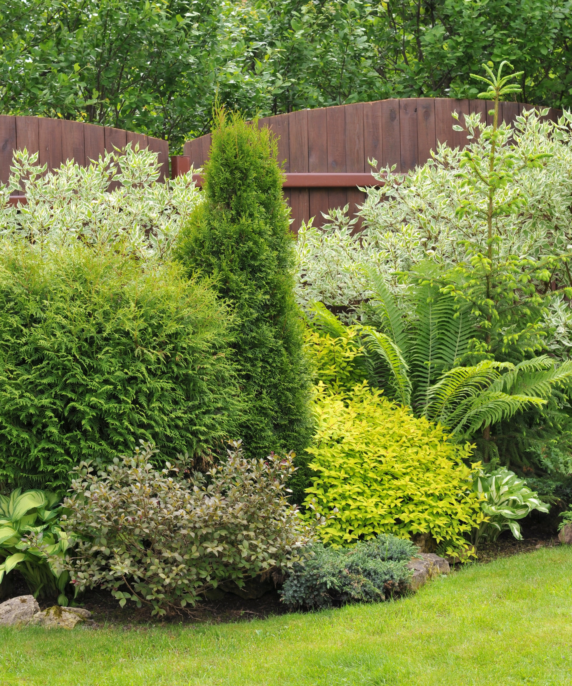 Garden with ferns, evergreens and green shrubs