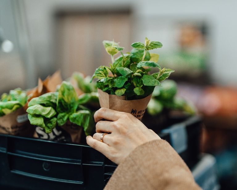 Keeping supermarket herbs alive: experts share top tips | Gardeningetc