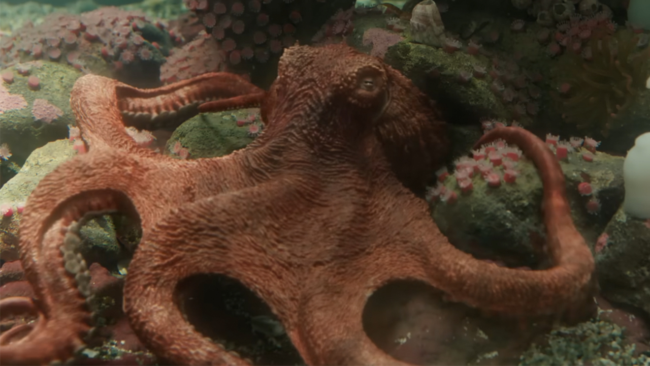 An octopus in Remarkably Bright Creatures