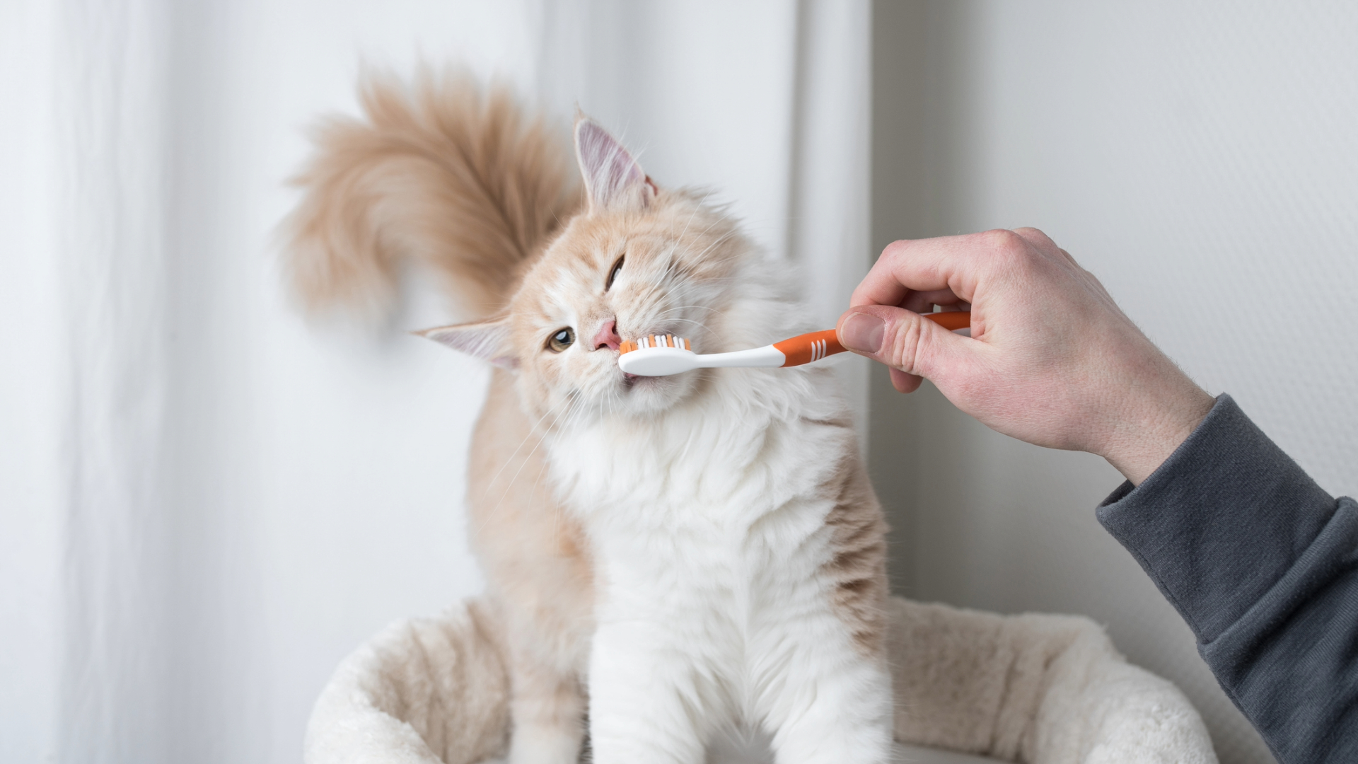 A cat having their teeth cleaned by their owner
