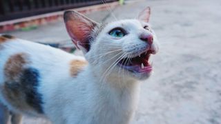 White cat with tan patches and blue eyes meowing outside