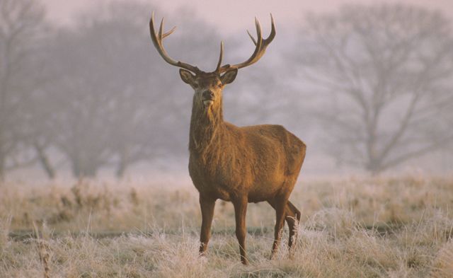 Red Deer stag