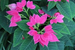 Close up of a Luv U Pink Poinsettia, Euphorbia Insterspecific Hybrid