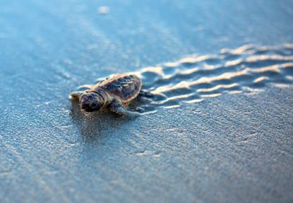 A sea turtle.