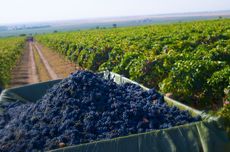 Iconic Estate harvest