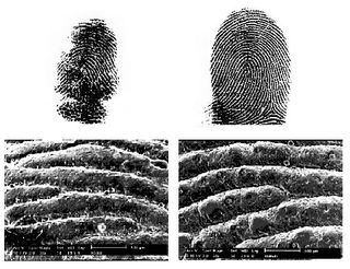 Top row: Standard ink fingerprints of an adult male koala (left) and adult male human (right). Bottom row: Scanning electron microscope images of epidermis covering fingertips of the same koala (left) and the same human (right).