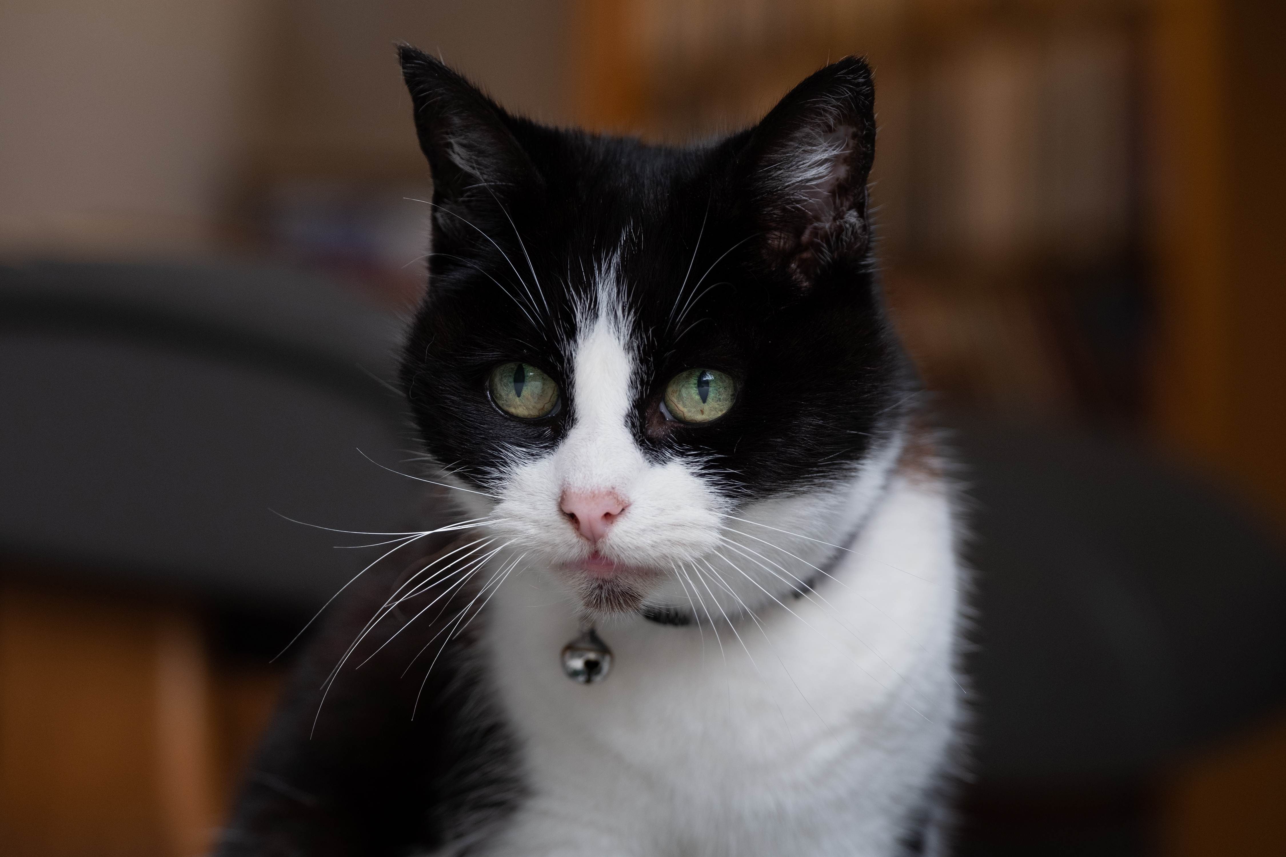 A black and white cat