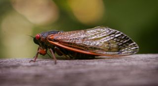 A periodical cicada from Brood XIII, which emerged in 2007, sits on a fence at a forest preserve in Willow Springs, Illinois.