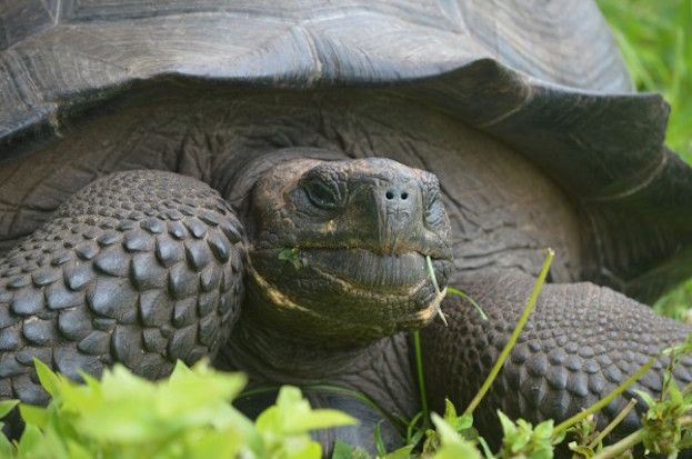 Galapagos tortoise