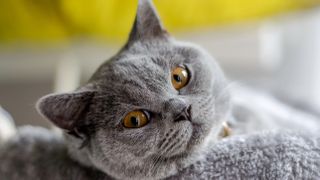 British Shorthair