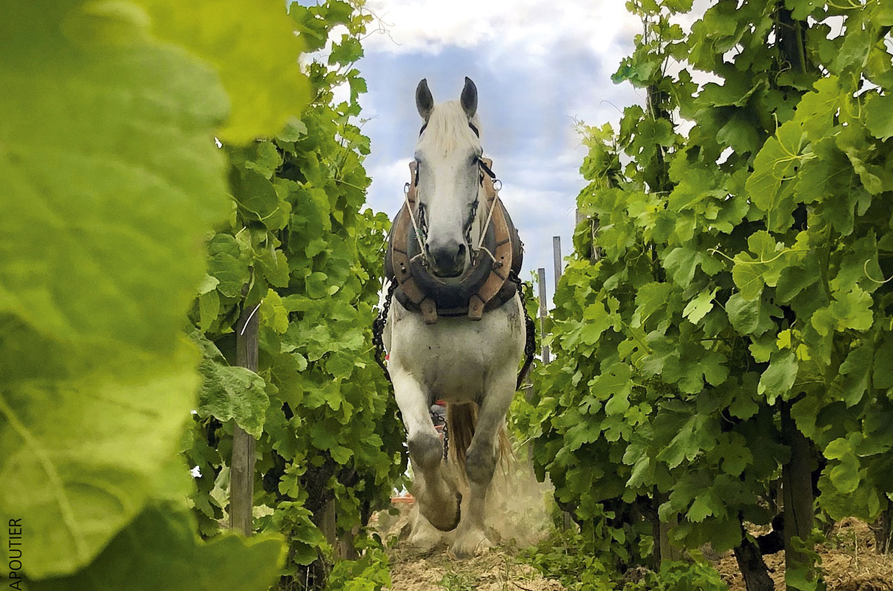 M Chapoutier S&amp;eacute;lections Parcellaires