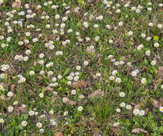 A patchy lawn overgrown with common daisies