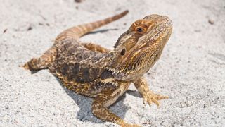 Bearded dragon in sand