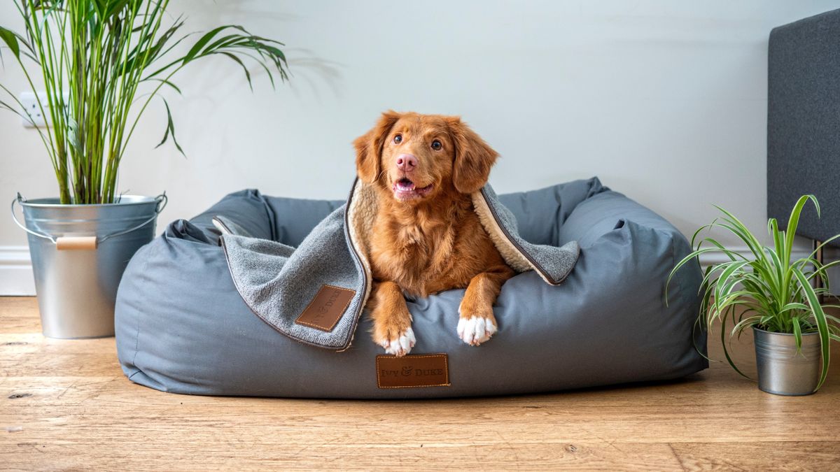 Dog under a blanket in their bed