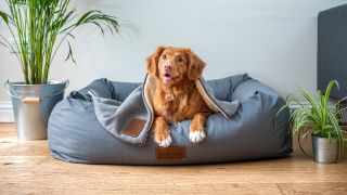 Dog under a blanket in their bed