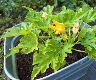 A zucchini plant growing in a large metal container