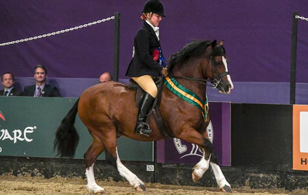 HOYS 04 10 2018